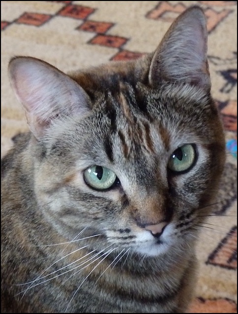 Torbie cat closeup face